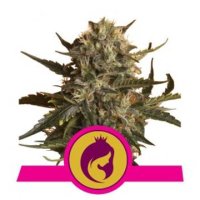 (Bild für) Mother Gorilla aka Royal Madre feminized