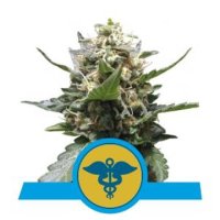 (Bild für) Royal Medic feminized