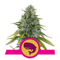 (Bild für) Royal Moby feminized