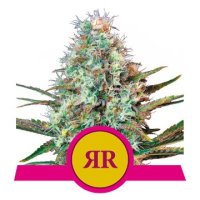 (Bild für) Royal Runtz feminized