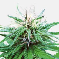 (Bild für) Ruderalis Indica