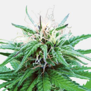 (Bild für) Ruderalis Indica