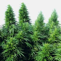 (Bild für) Ruderalis Skunk