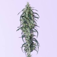 (Bild für) Russian Auto CBD