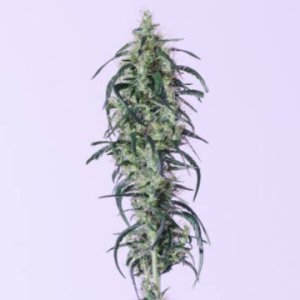 (Bild für) Russian Auto CBD