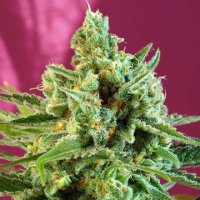 (Bild für) Sweet Afghani Delicious CBD fem