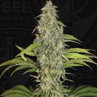 (Bild für) S.A.G.E. CBD