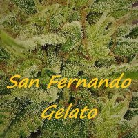 (Bild für) San Fernando Gelato female