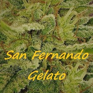 (Bild für) San Fernando Gelato female