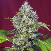 (Bild für) San Fernando Lemon Kush fem