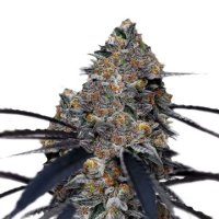 (Bild für) San Fernando Valley x The Purps fem