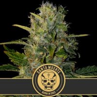 (Bild für) Santa Muerte feminized