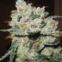 (Bild für) Santa Cruz Kush 5 fem