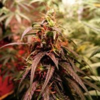 (Bild für) Santhica 27 - Cannabis sativa