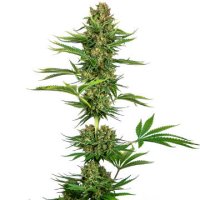 (Bild für) Satin Black Domina CBD
