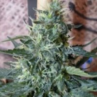 (Bild für) Sativa des Rois