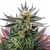 (Bild für) Sativa Dream female