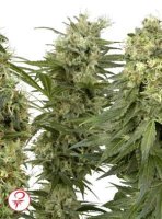 (Bild für) Sativa Mix fem