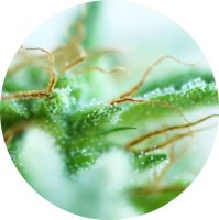 (Bild für) Sativa Mix