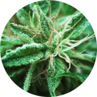 (Bild für) Sativa Samadhi 10 reg