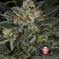 (Bild für) Serious Kush female