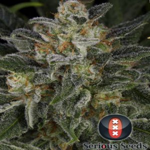 (Bild für) Serious Kush female