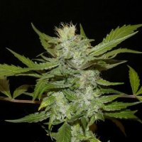 (Bild für) Sheberghan Hashplant