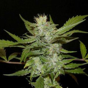 (Bild für) Sheberghan Hashplant