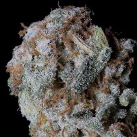(Bild für) Sherbert Glue fem
