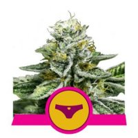 (Bild für) Sherbet Queen feminized
