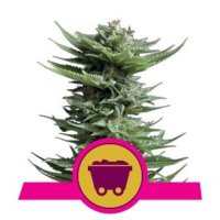 (Bild für) Shining Silver Haze fem / reg