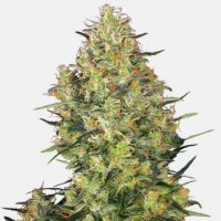 (Bild für) Shiva Skunk