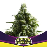 (Bild für) SLH - Super Lemon Haze