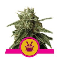 (Bild für) Shogun feminized