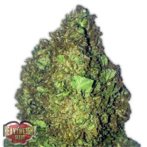 (Bild für) Short and Sweet Auto fem