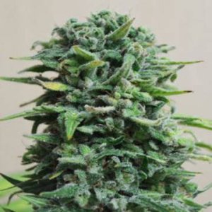 (Bild für) Siberian Haze Auto fem