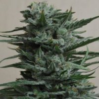 (Bild für) Siberian Haze fem