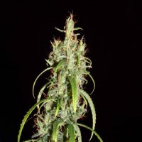 (Bild für) Chebarkul Siberian Ruderalis CBD Auto