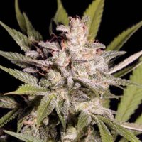 (Bild für) Silver Bubble fem