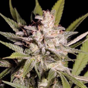 (Bild für) Silver Bubble fem