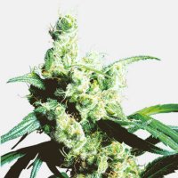 (Bild für) Silver Haze