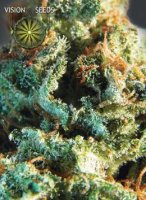 (Bild für) Silver Haze fem