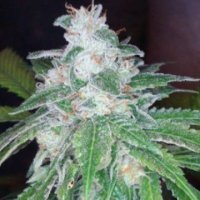 (Bild für) Silver Kush fem