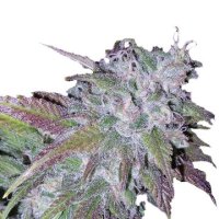 (Bild für) Silvergrape Sherbet fem