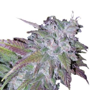 (Bild für) Silvergrape Sherbet fem