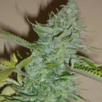 (Bild für) Skunk Afghani