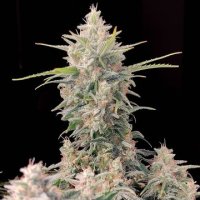 (Bild für) Skunk Auto fem