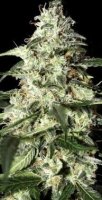 (Bild für) Skunk Auto feminized