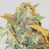 (Bild für) Skunk Autoflower fem