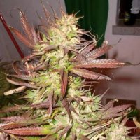 (Bild für) Skunk Haze